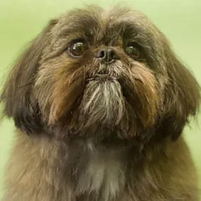 Image of dog