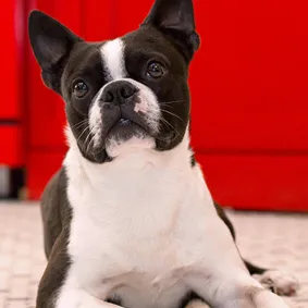  of dog