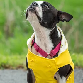 Image of dog