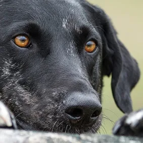 Image of dog