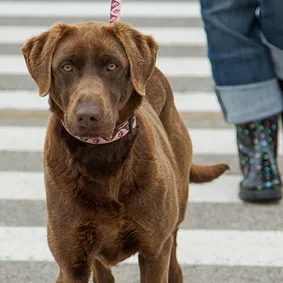 Image of dog