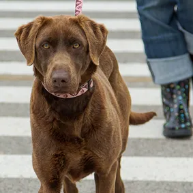 Image of dog