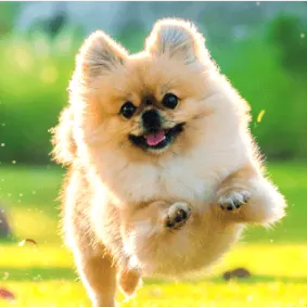 Image of dog