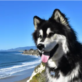 Image of dog