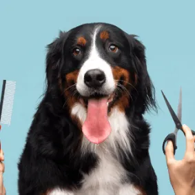 Image of dog