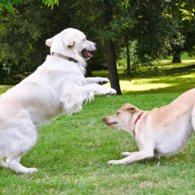 Image of two dogs