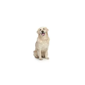 Image of dog