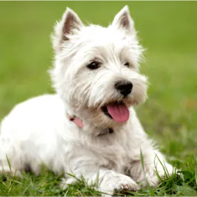 Image of dog