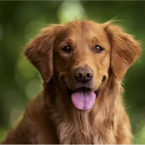 Image of dog