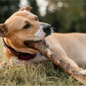Image of dog