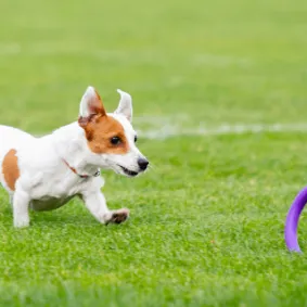 Image of dog