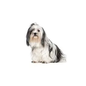 Image of dog