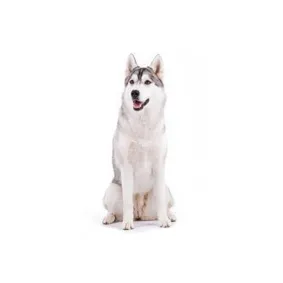 Image of dog