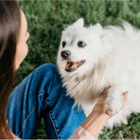 Image of dog