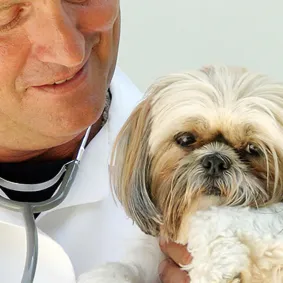 A-Few-Shih-Tsu-Health-Concerns_2.png