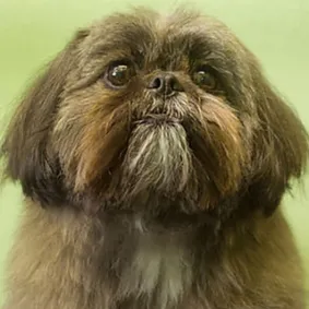 Image of dog