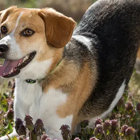 6 Ways To Teach Your Dog To Sit