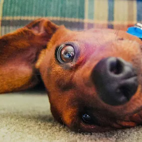 Understanding Dog Seizures Causes, Types, & Treatment