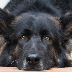 7 Ways To Stop A Dog Fight
