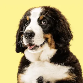 Different Sources Of High Protein In Dog Food