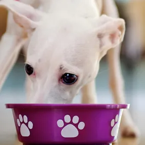 Is your dog a fussy eater?