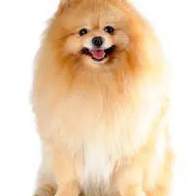 Types-of-Pomeranian