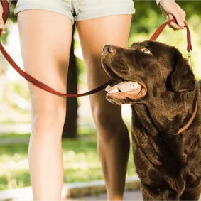 How To Keep Your Dogs Joint Healthy
