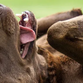 12 Fascinating Facts About Dogs, Fun Trivia, & More!