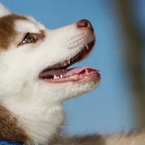 Controlling your dog’s urge to chase