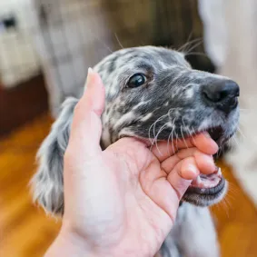Stop Puppy Biting