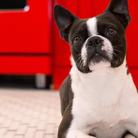 Basic Dog & Puppy Obedience Training