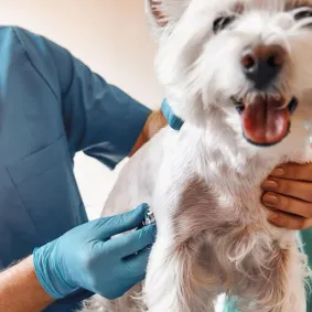 Canine Distemper