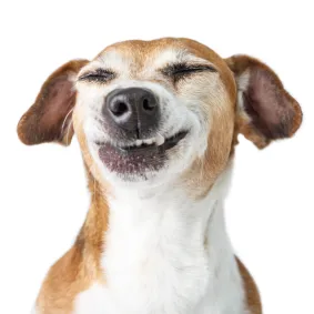 Kennel