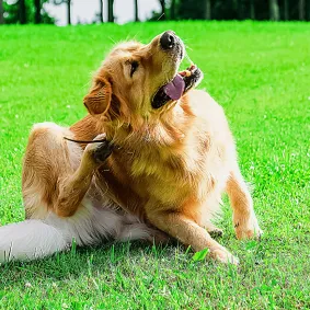 Fungal Infection in Dogs