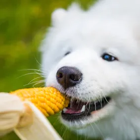 Corn