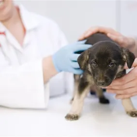 Vet examining a puppy on a veterinary examination table.