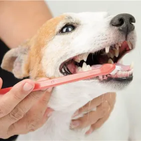 A small dog having its teeth brushed with a pink toothbrush while a person gently holds its mouth open.