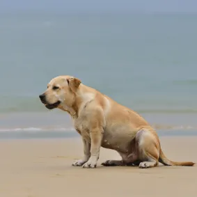 A pregnant Labrador Retriever with light tan fur sitting on a wet, sandy beach.A pregnant Labrador Retriever with light tan fur sitting on a wet, sandy beach.