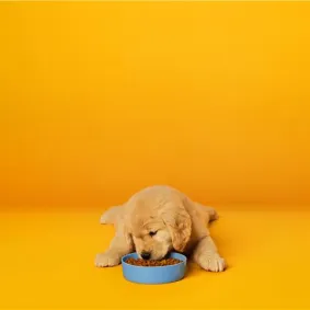 Golden retriever puppy eating kibble from a blue bowl against a yellow backdrop.