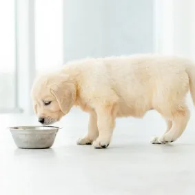 Golden retriever puppy staring into a silver food bowl.
