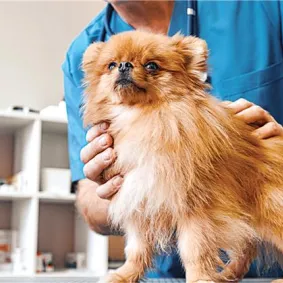 A brown Pomeranian being examined by a vet.