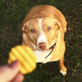 A light brown dog with a white stripe on its face and chest sitting on grass, looking intently at a crinkle-cut potato chip.