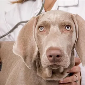 A Weimaraner being examined by a veterinarian with a stethoscope during a health checkup.