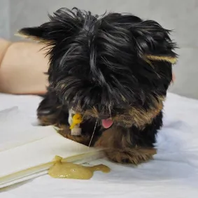 A Yorkshire Terrier puppy with shaggy black and tan fur vomiting yellow liquid