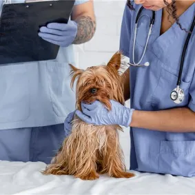 Two vets performing a physical examination on a Yorkshire Terrier.
