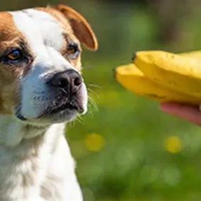 A brown-and-white dog sitting outdoors and looking at a person holding a bunch of bananas.