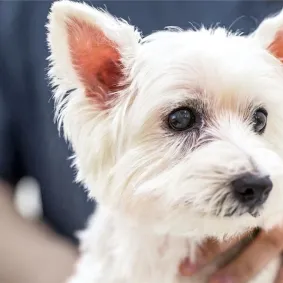 A Highland Terrier gently being held up by a person.