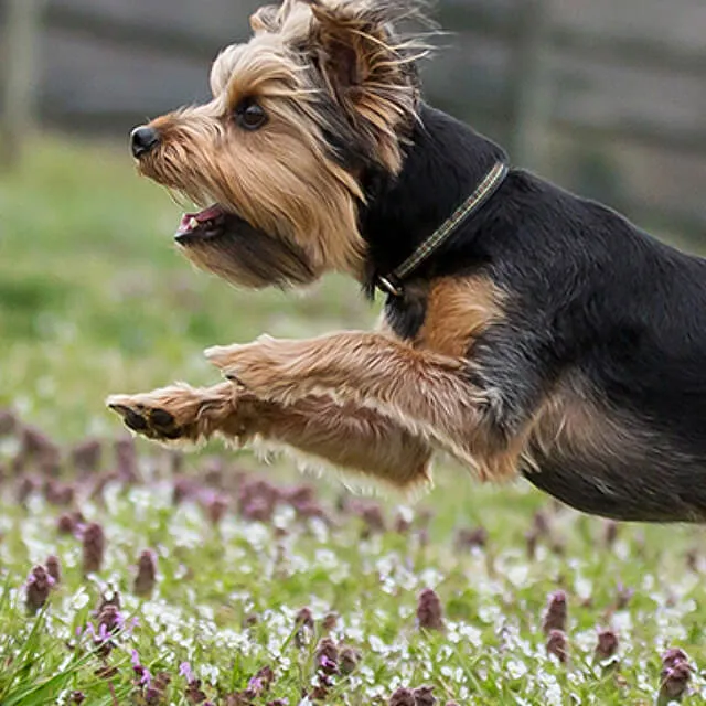 Image of dog