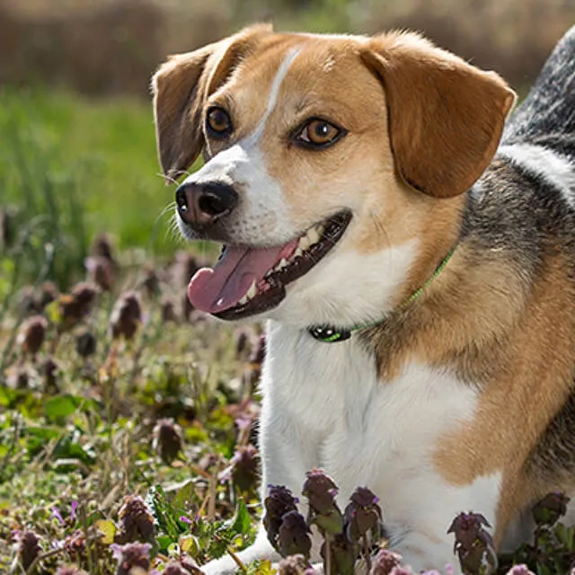 Image of dog