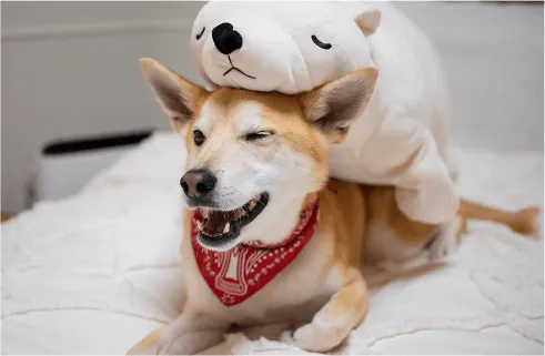 Image of dog